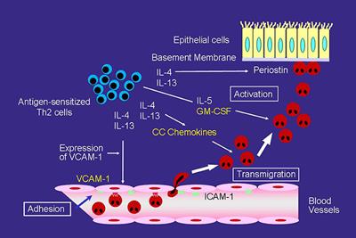 Involvement and Possible Role of Eosinophils in Asthma Exacerbation